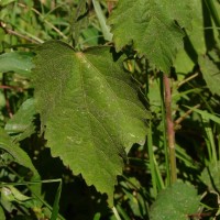 Hibiscus lobatus (Murray) Kuntze